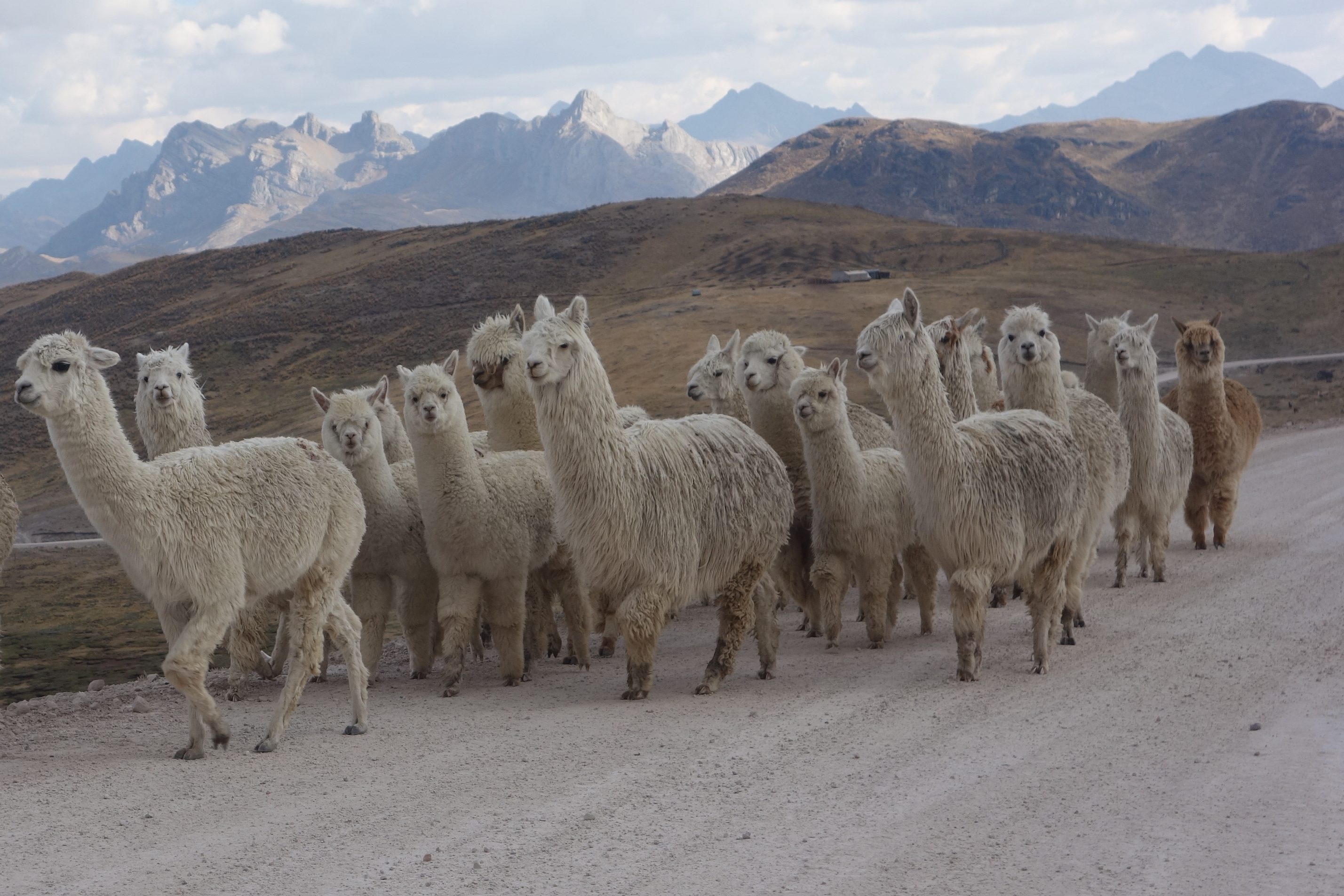 De Caraz à Cerro de Pasco, par la « Great Divide »